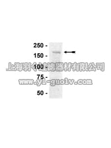 merck millipore,默克密理博,13-124,IRS1