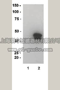 merck millipore,默克密理博,13-173,MBP, recombinant