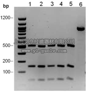 merck millipore,默克密理博,14-1047,5-hmC Glucosyltransferase (β- glucosyltransferase)