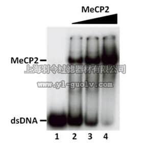 merck millipore,默克密理博,14-1067,Human Recombinant MeCP2 (methyl-CpG-binding protein 2)