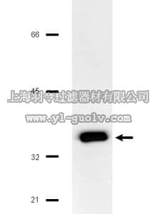merck millipore,默克密理博,14-122,p13suc1 Protein, agarose conjugate, 2.5 mg