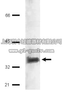 merck millipore,默克密理博,14-132,p13suc1 Protein, agarose conjugate, Yeast, 2.5 mg