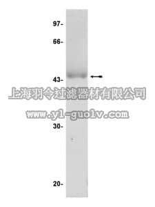 merck millipore,默克密理博,14-327,JNK1α1/SAPK1c Protein, active, 10 µg