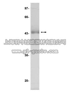 merck millipore,默克密理博,14-328,JNK1α1/SAPK1c Protein, unactive, 50 µg