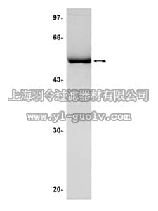 merck millipore,默克密理博,14-329,JNK2α2/SAPK1a Protein, active, 10 µg