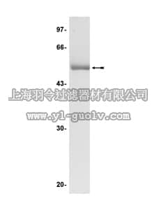 merck millipore,默克密理博,14-330,JNK2α2/SAPK1a Protein, unactive, 50 µg
