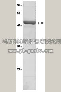 merck millipore,默克密理博,14-331,SGK1 (δ1-59, S422D) Protein, active, 6 µg