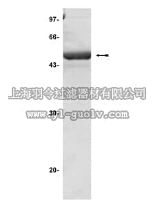 merck millipore,默克密理博,14-332,SGK1 (S422D) Protein, unactive, 25 µg