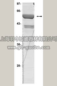 merck millipore,默克密理博,14-334,PRAK Protein, active, 15 µg