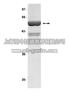 merck millipore,默克密理博,14-335,PRAK Protein, unactive, 50 µg