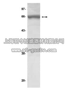 merck millipore,默克密理博,14-349,MAPKAP Kinase 2 Protein, unactive, 50 µg