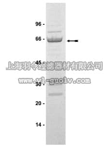 merck millipore,默克密理博,14-352,Raf-1 Protein, Active, 10 µg