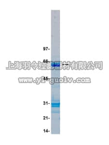 merck millipore,默克密理博,14-377,MKK4/SKK1 Protein, active, 10 µg
