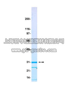 merck millipore,默克密理博,14-392,Green Fluorescent Protein