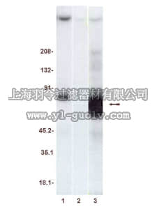 merck millipore,默克密理博,14-404,ZAP-70 Protein, active, 20 µg