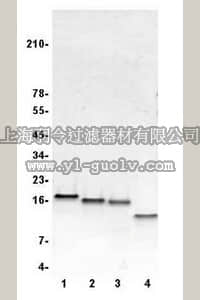 merck millipore,默克密理博,14-409,Histone H2A, Recombinant Xenopus laevis