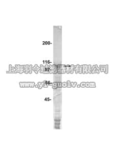 merck millipore,默克密理博,14-423,PKR agarose Protein, active, 12 µg