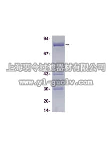 merck millipore,默克密理博,14-435,DYRK1A Protein, active, 10 µg