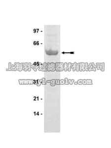 merck millipore,默克密理博,14-452,PDK1 Protein, active, 10 µg