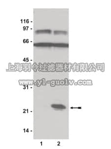 merck millipore,默克密理博,17-321,Rap1 Activation Assay Kit