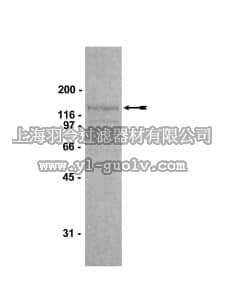 merck millipore,默克密理博,14-459,Abl Protein, active, mouse, 10 µg
