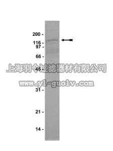 merck millipore,默克密理博,14-460,Arg Protein, active, 10 µg