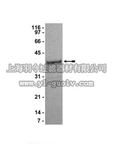 merck millipore,默克密理博,14-468,Crk (120-225)-GST Protein, 500 µg