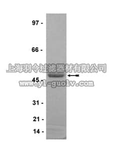 merck millipore,默克密理博,14-469,SET9 Protein, Active, 100 µg