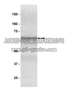 merck millipore,默克密理博,14-474,PRMT1 Protein, active, N-terminal GST-tagged, 25 µg