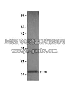 merck millipore,默克密理博,14-491,Histone H2B Protein, human recombinant, 100 µg