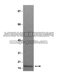 merck millipore,默克密理博,14-493,Histone H2A Protein, human recombinant, 100 µg