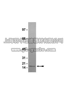 merck millipore,默克密理博,14-494,Histone H3, human recombinant
