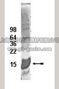 merck millipore,默克密理博,14-811,UbcH5c Conjugating Enzyme, 100 µg