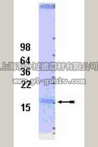 merck millipore,默克密理博,14-813,UbcH7 Conjugating Enzyme, 100 µg