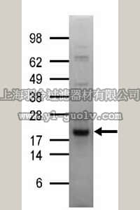 merck millipore,默克密理博,14-860,UbcH5a Protein, recombinant, 100 µg