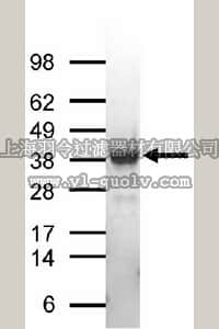 merck millipore,默克密理博,14-861,CHIP Protein, recombinant, 50 µg