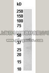 merck millipore,默克密理博,14-863,Raf-1 RBD Protein, GST, 300 µg
