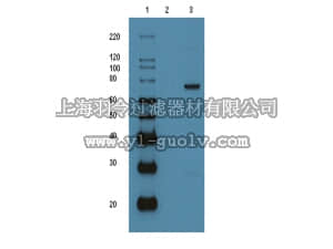 merck millipore,默克密理博,14-865,p53-GST (recombinant protein)