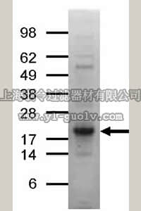 merck millipore,默克密理博,14-871,UbcH5b Protein, recombinant, 100 µg