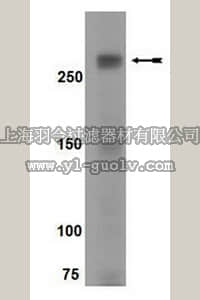 merck millipore,默克密理博,15-105,mTOR phosphorylation Pathway Explorer Antibody MiniPack