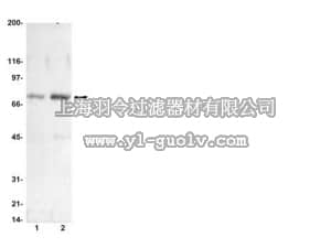 merck millipore,默克密理博,15-107,MAPK Pathway 1 Explorer Antibody MiniPack