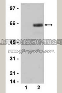 merck millipore,默克密理博,15-109,SAPK Pathway Explorer Antibody Minipack