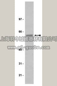 merck millipore,默克密理博,15-113,Focal Adhesion Pathway Explorer Antibody MiniPack