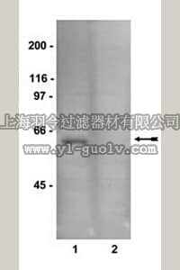 merck millipore,默克密理博,15-115,AMPK Pathway Explorer Antibody MiniPack