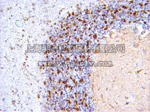 merck millipore,默克密理博,15-206,BACE Proteins Investigator Minipack