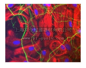 merck millipore,默克密理博,15-209,Neurofilament Antibodies Investigator Antibody Mini-Pack