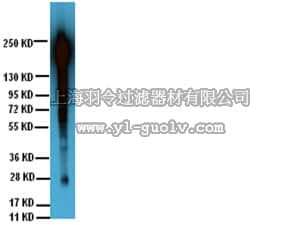 merck millipore,默克密理博,16-103,Anti-Phosphotyrosine Antibody, clone 4G10, Biotin Conjugate