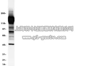 merck millipore,默克密理博,16-105,Anti-Phosphotyrosine Antibody, clone 4G10, HRP conjugate