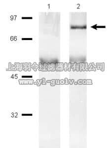 merck millipore,默克密理博,16-107,Anti-PI3 Kinase Antibody, p85 Protein, agarose conjugate, 200 µg
