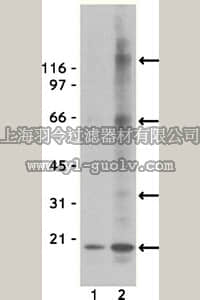 merck millipore,默克密理博,16-163,Anti-Nitrotyrosine Antibody, clone 1A6, agarose conjugate